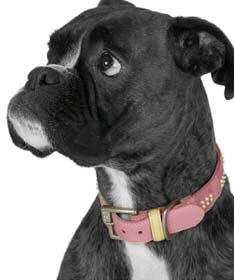 Free Designer Dog Accessories inc Collar & Tag