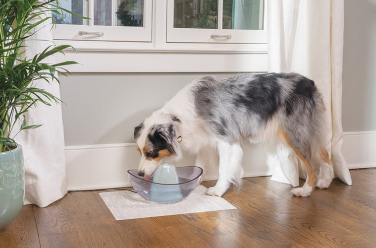 Win a Drinkwell® Sedona Pet Fountain!