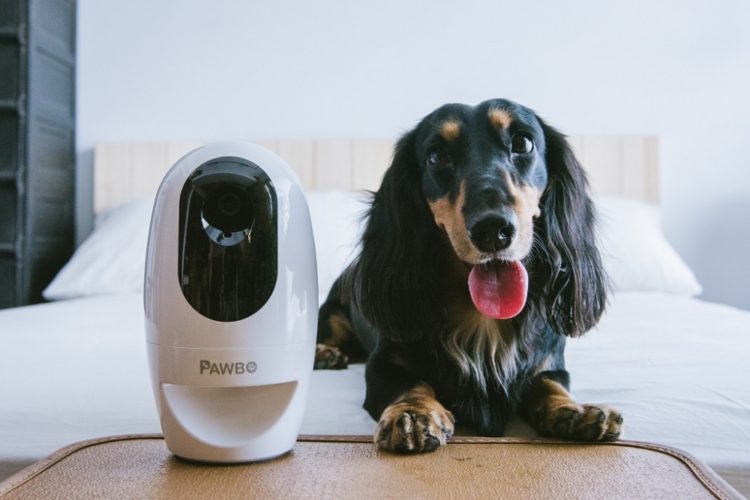 Win a Pawbo+ Wireless Interactive Pet Camera
