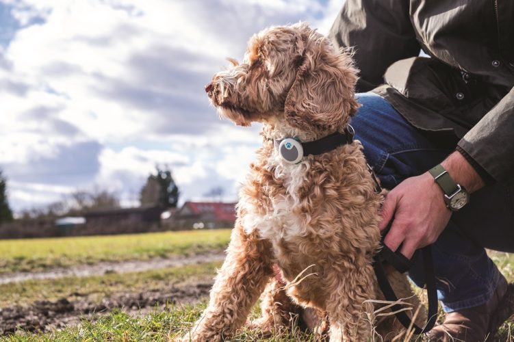Win an Animo Dog Activity and Behaviour Monitor!
