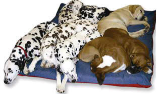 kennel-mate-dog-bed.jpg