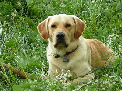 Best Western Mayfield House Hotel - Freddie